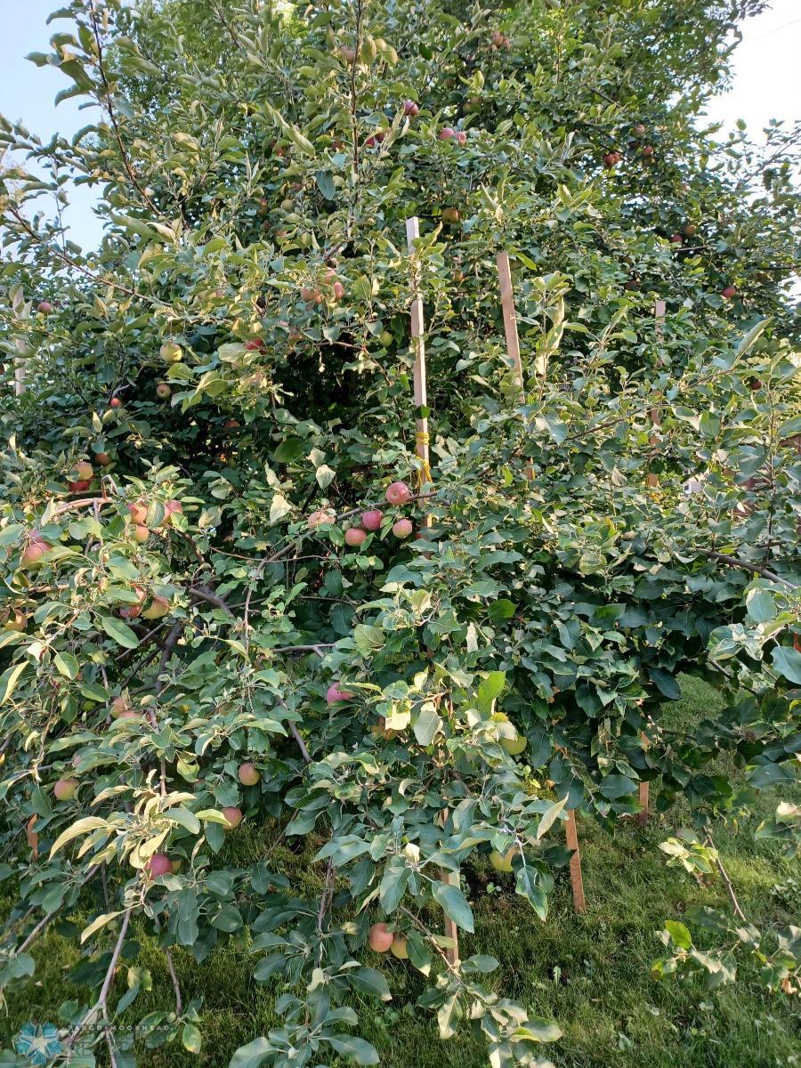 Apple tree