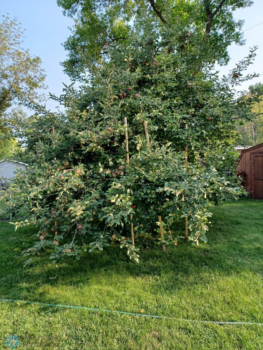 Apple tree