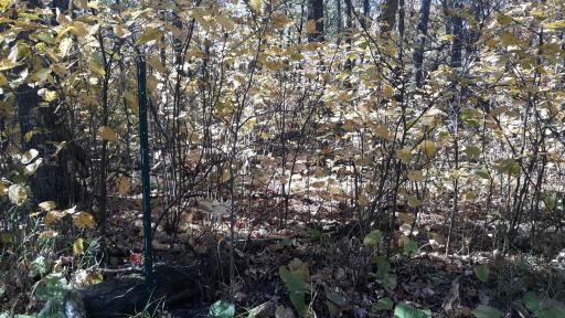 Stake on left side front property line