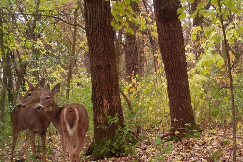 Trail Cam
