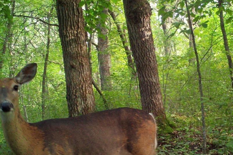 Trail Cam