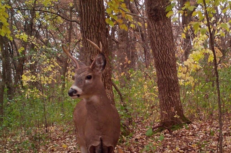 Trail Cam