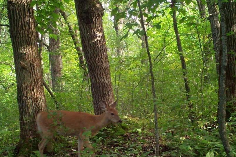 Trail Cam