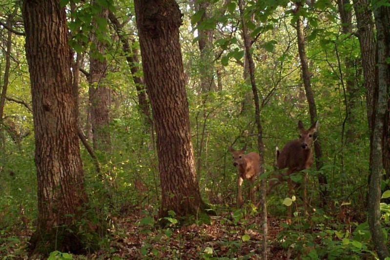 Trail Cam