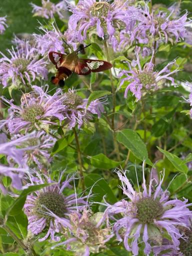 This hummingbird moth appreciates the native Monarda and other plantings on the property.