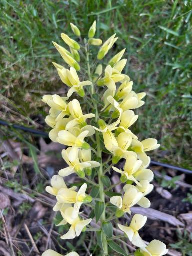 Wild Cream Indigo blooms May through June.