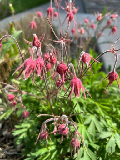 Beautiful Prairie Smoke blooms in May and June.