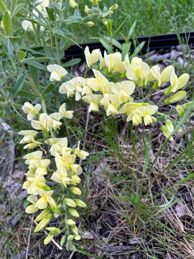 Gorgeous perennials that come back every year.