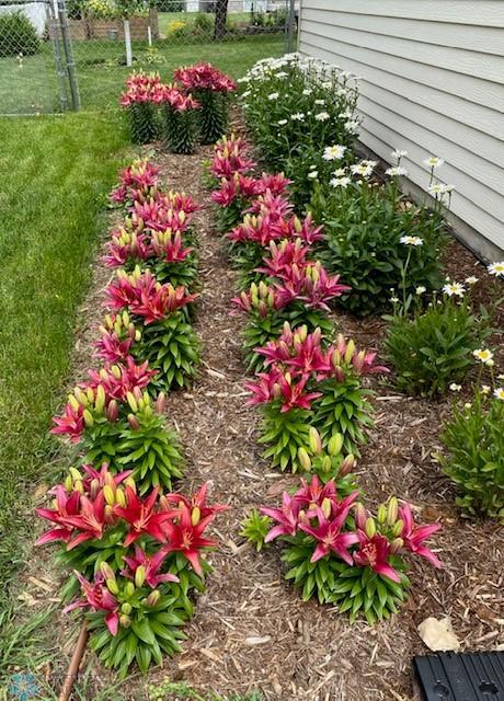 Perennials on side of house