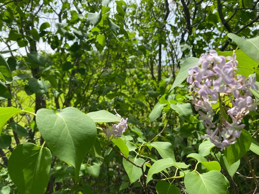 Tree variety in shelter belt includes Oak, Crab Apple, Black Walnut, Ash, Poplar, Choke Cherry, Lilac, Elm, Spruce, Hackberry and Plum.