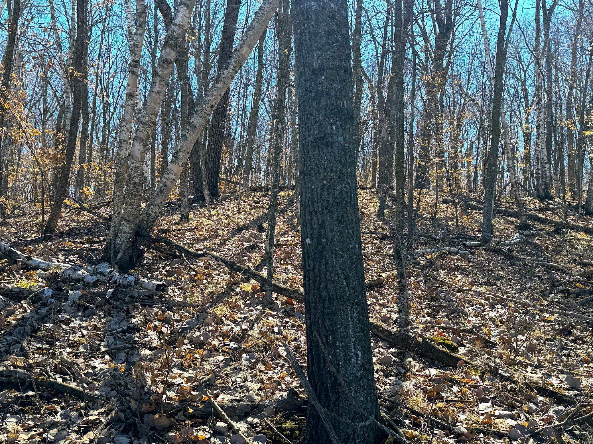 IMG_5257.JPG
