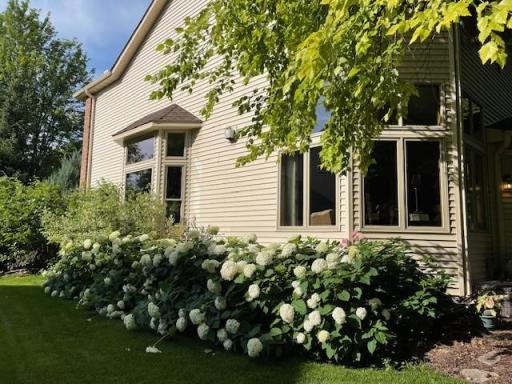 Stunning hydrangea plants accent the beauty of your home