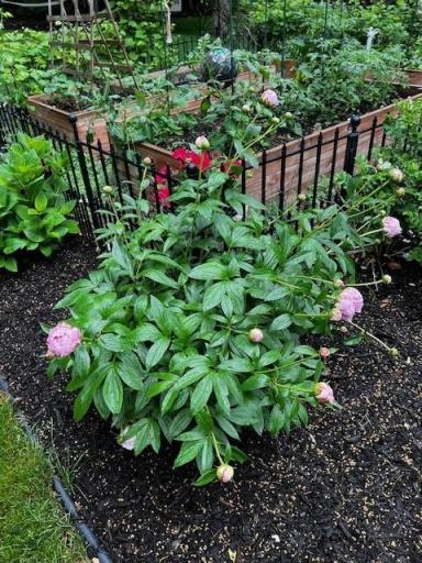 Beautiful gardens offering rose bushes, peonies, lilacs and more