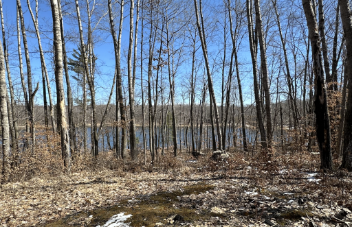 Forest from the trees