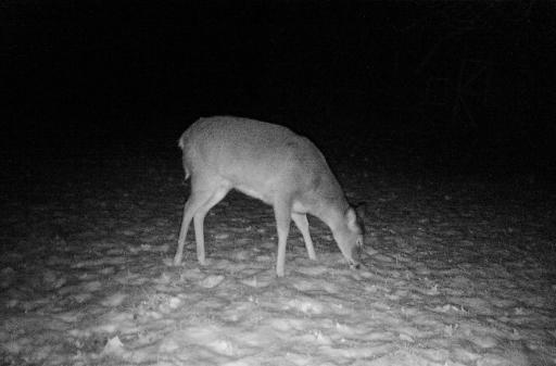 Big body doe or a large buck that shed his antlers.