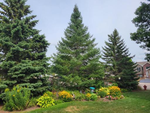 Evergreens provide some privacy along the side yard