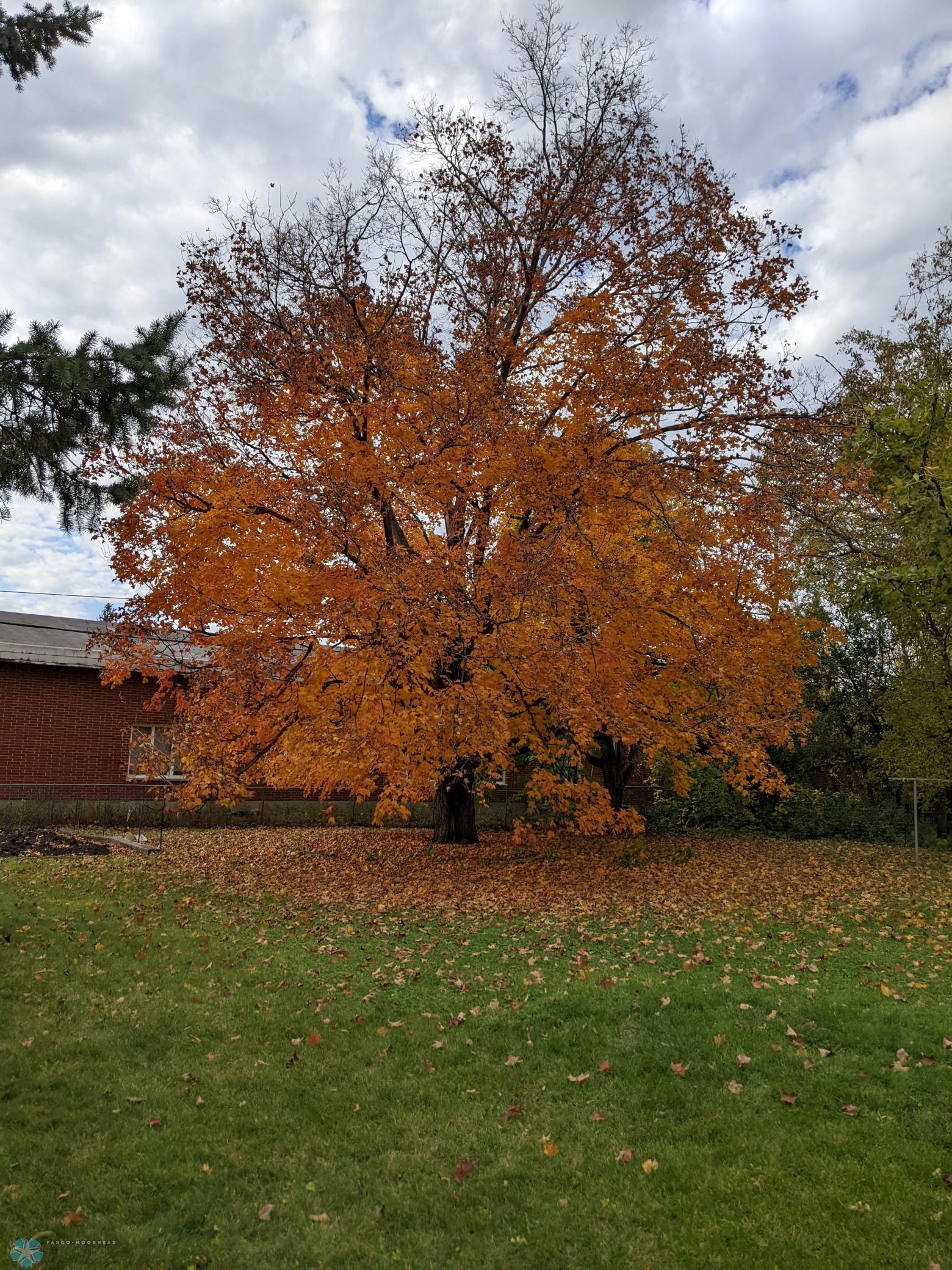 Backyard-Tree.jpg