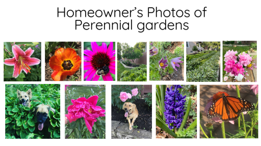 Homeowner's Pictures of perennials and trees