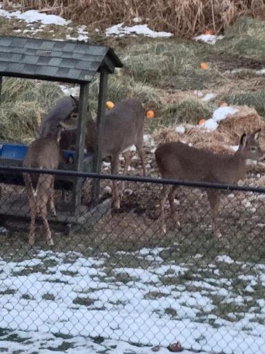 There are lots of wildlife to view including these deer eaating outside of the back fence.