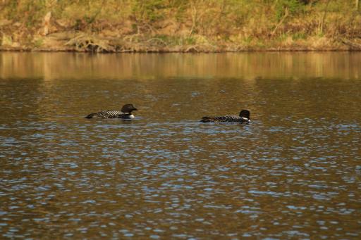 Loons are plentiful on this lake, you will hear there call as the sun goes down on summer nights