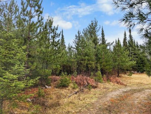 A great idea of the many red pine, white pine, balsam, and spruce found around the property especially in the area around the clearing.