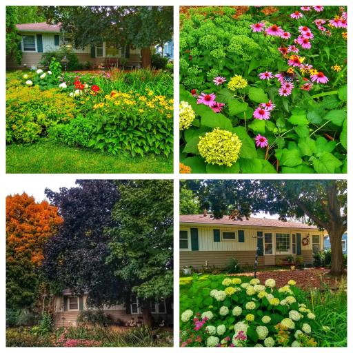 Just a few examples of the beauty you can expect from the rain garden!