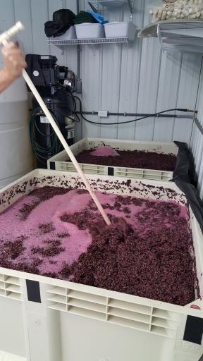 Over 13,000 pounds of grapes were grown in 2023.
