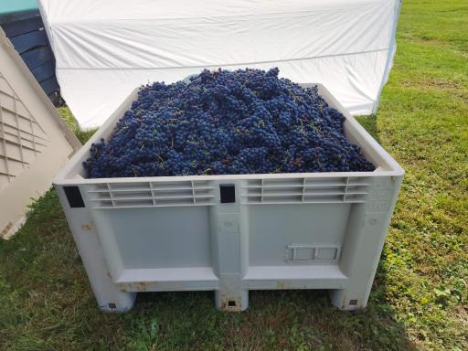 Grapes can be harvested and used in-house or sold to other local wineries.