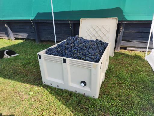 Hardy, red grapes, adapted to Minnesota's seasons.