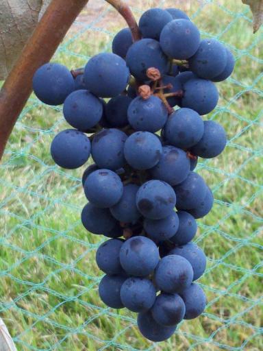 Sixty days after the clusters form (late May), the grape berry is completely grown. The next 30 days are spent ripening the grape berries.