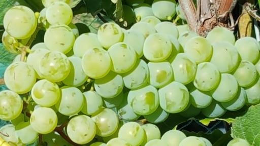 White wines with both dry and sweet varietals.