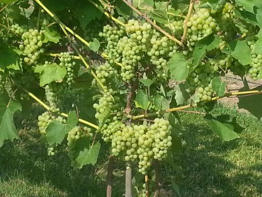 Depending on variety, a vine can be controlled to produce up to 10 to 15 pounds, but for wine making, a vine producing about 6 to 8 lbs of fruit can achieve the best balance of Brix (sugar), pH (strength of acid), and TA (total acidity).