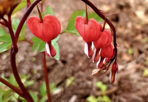 Lovely plantings such as this 'bleeding heart' prize plant.