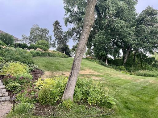 Wooded Hillside View