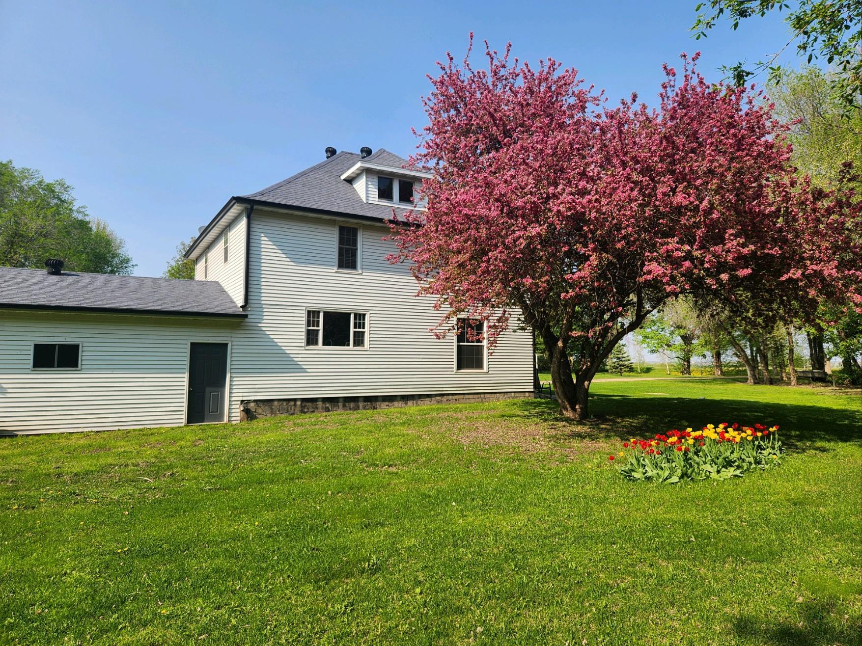 Flowering crabapple and tulips in bloom!