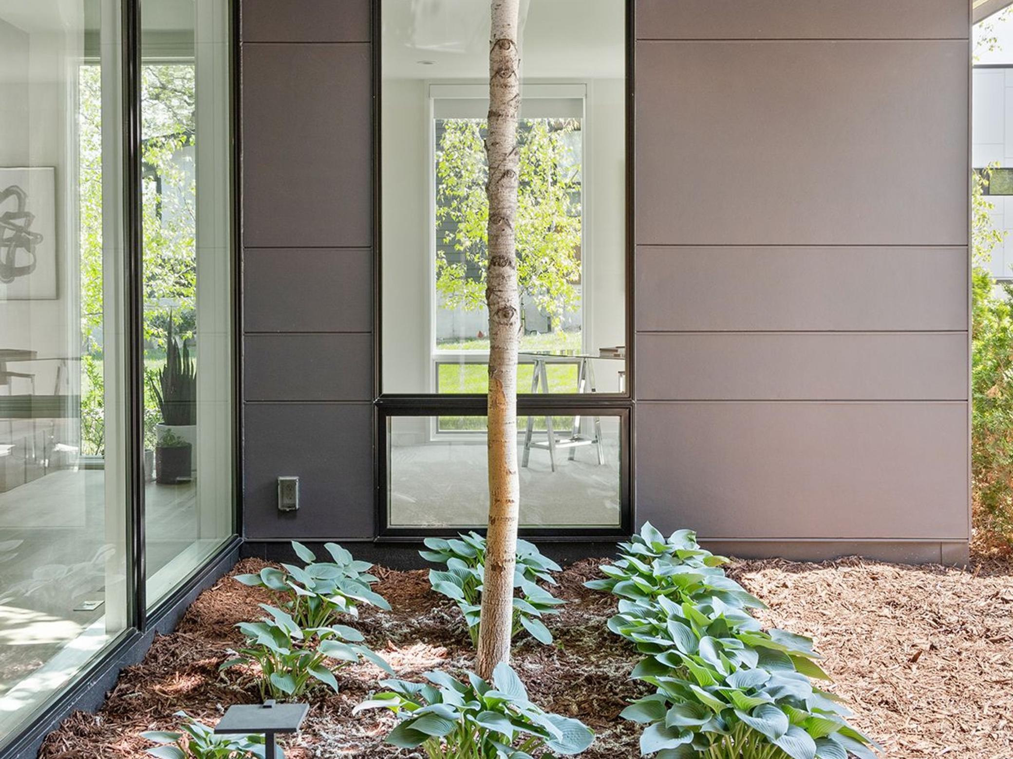 The aspen tree pierces the home's exterior.
