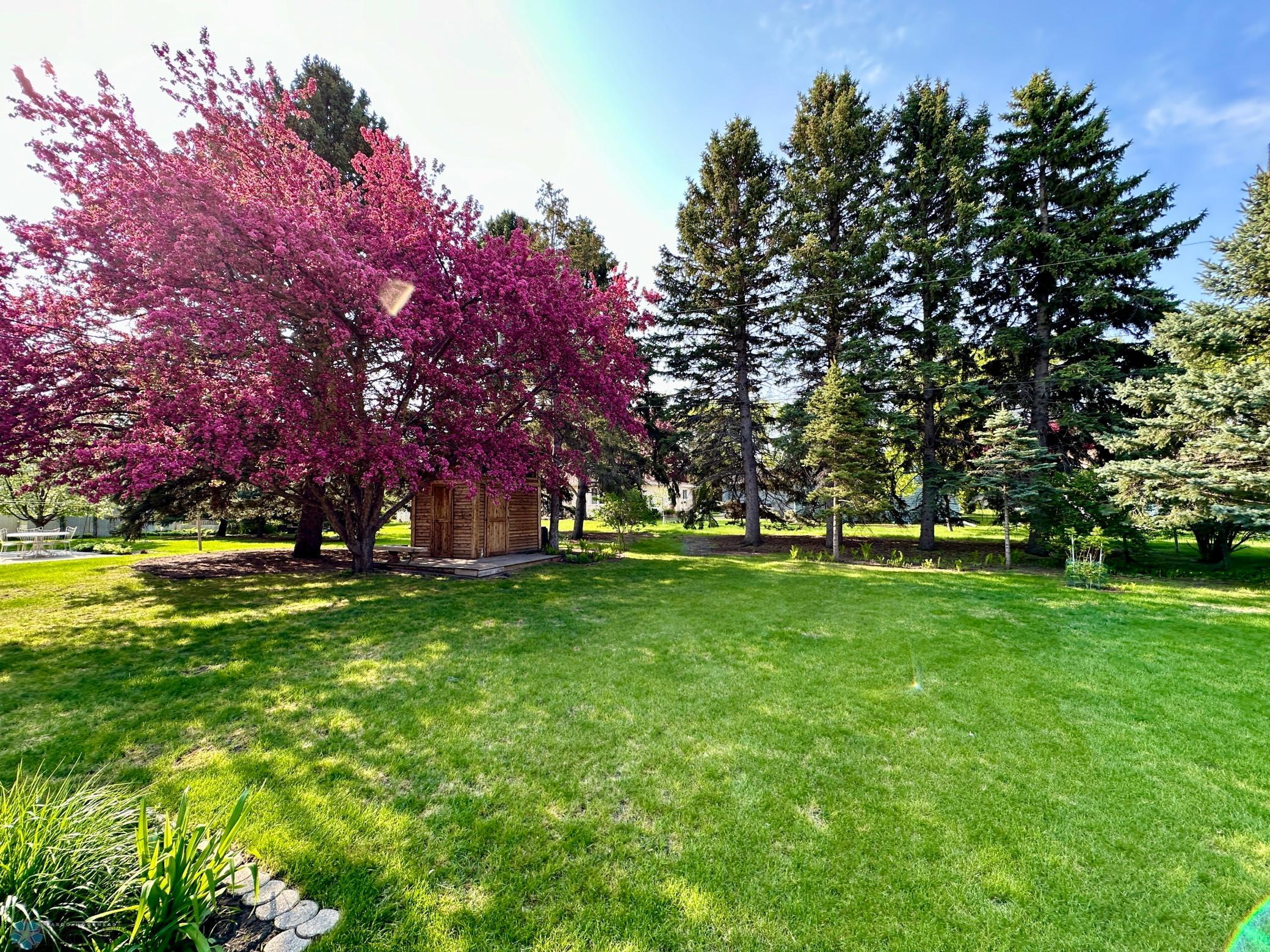 Back yard