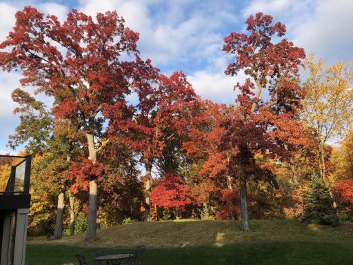 Beautiful hardwood trees have great splendor of color in the fall to enjoy.