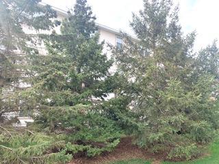 Mature pine trees in the back of home to maximize privacy.