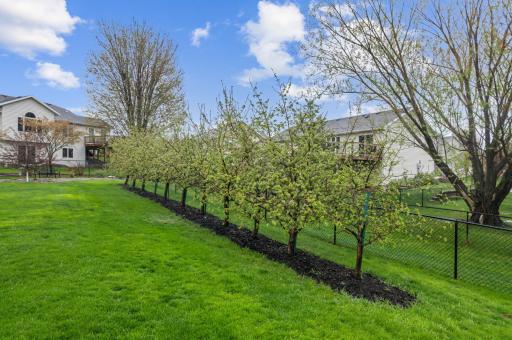 Honeycrisp apple trees, offering delicious fruit right in your backyard.
