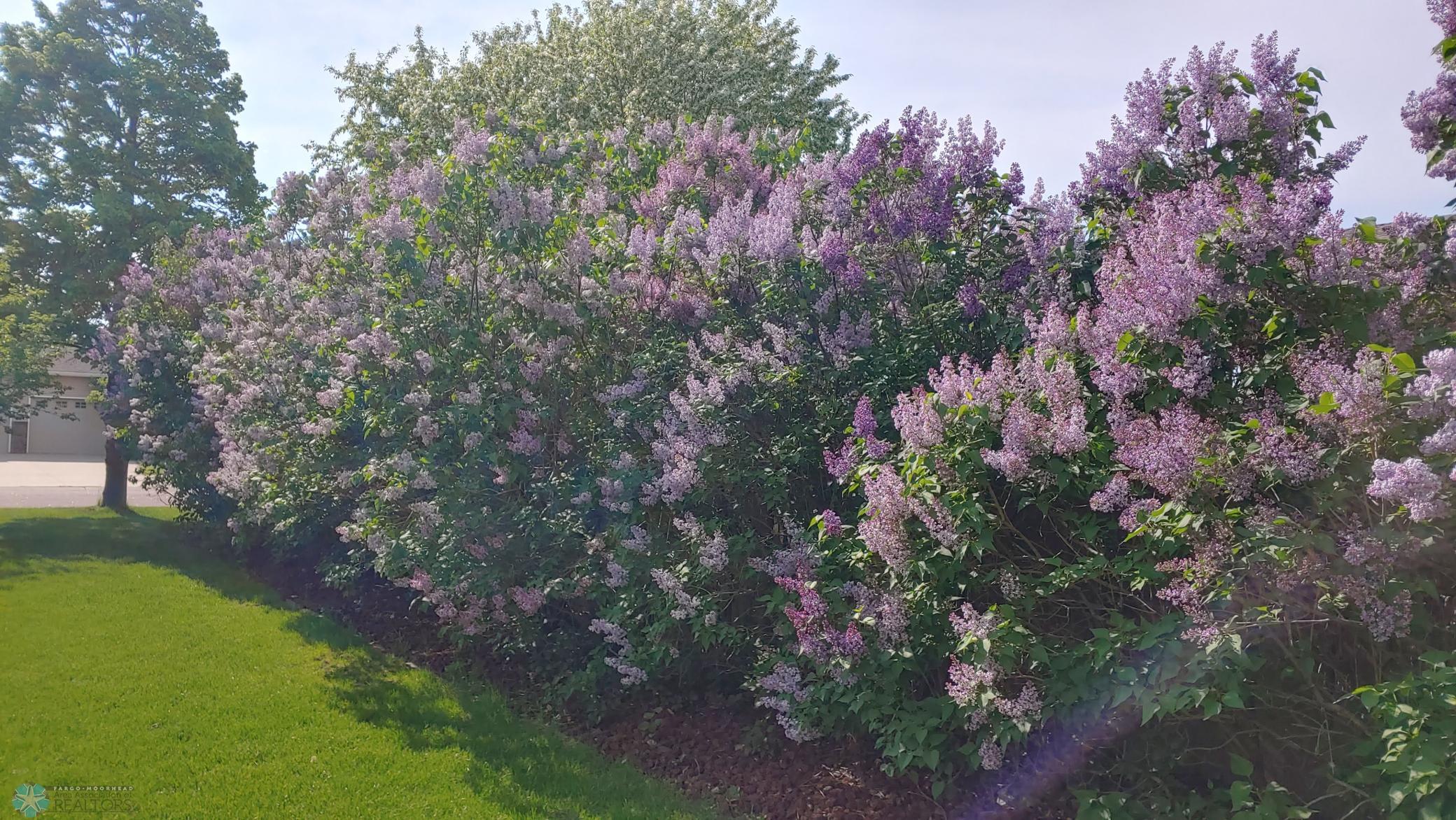 Lilacs Row.jpg