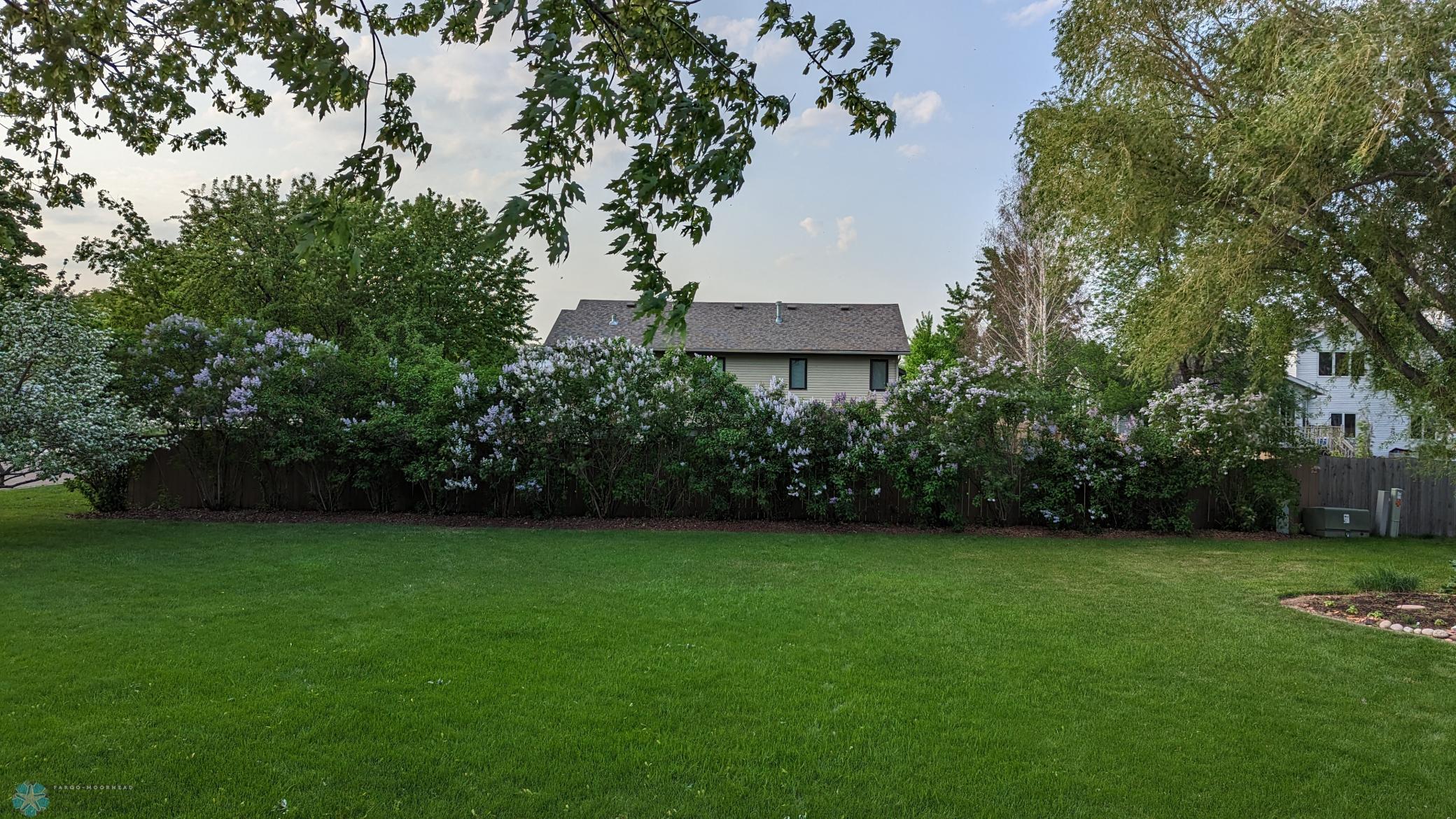 Backyard Shot Lilacs.jpg
