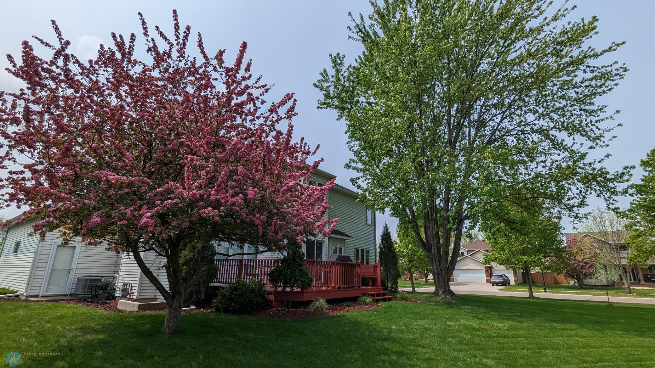 Back of House Pink Flowering Crab.jpg