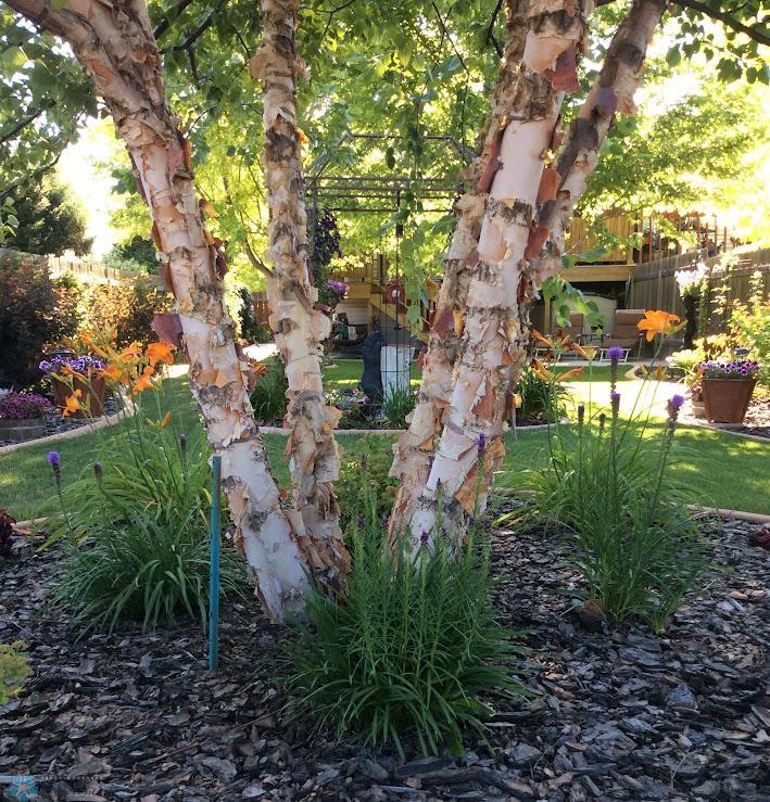 River Birch provides beauty & shade! (photo 2023)