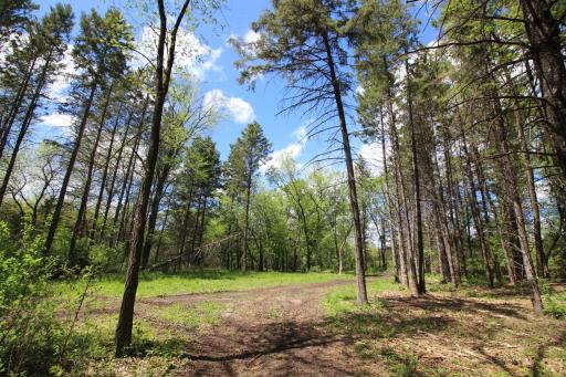 Create your own private sanctuary and build your dream home centered in the middle of towering trees on this 2.61 acre lot.