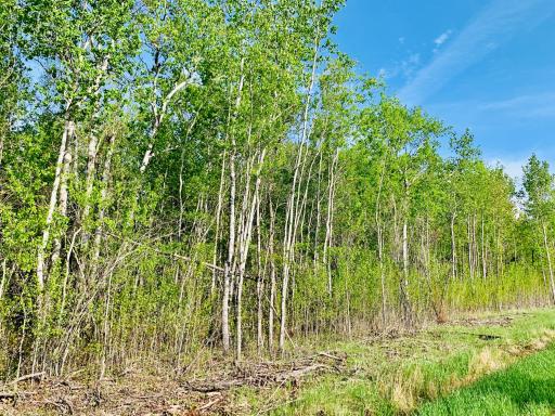 Wooded acreage by LOTW
