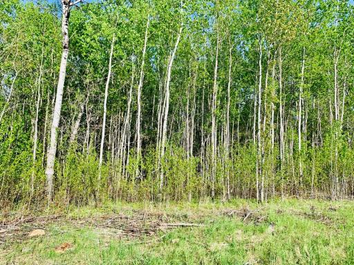 Wooded acreage