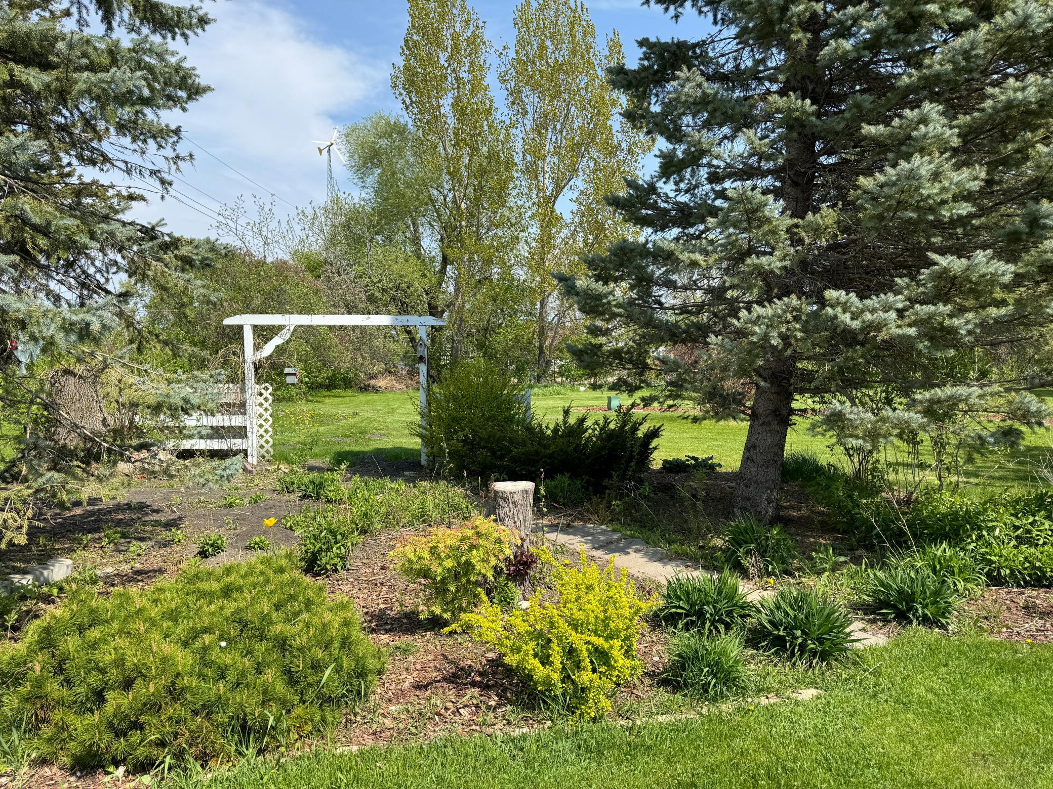 Backyard.JPG