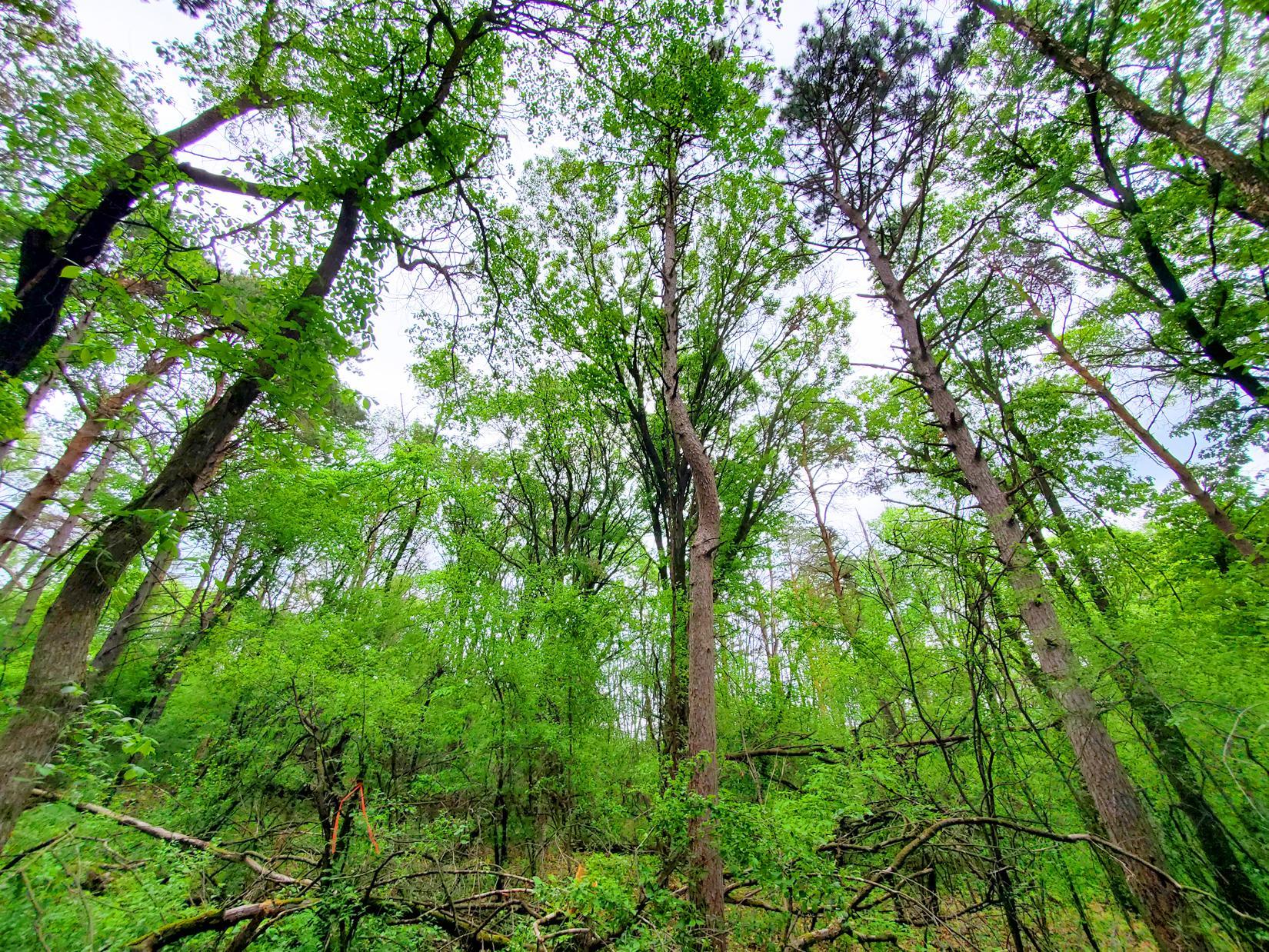 Many mature trees, oaks, pine, cherry, walnut, locust, maple.