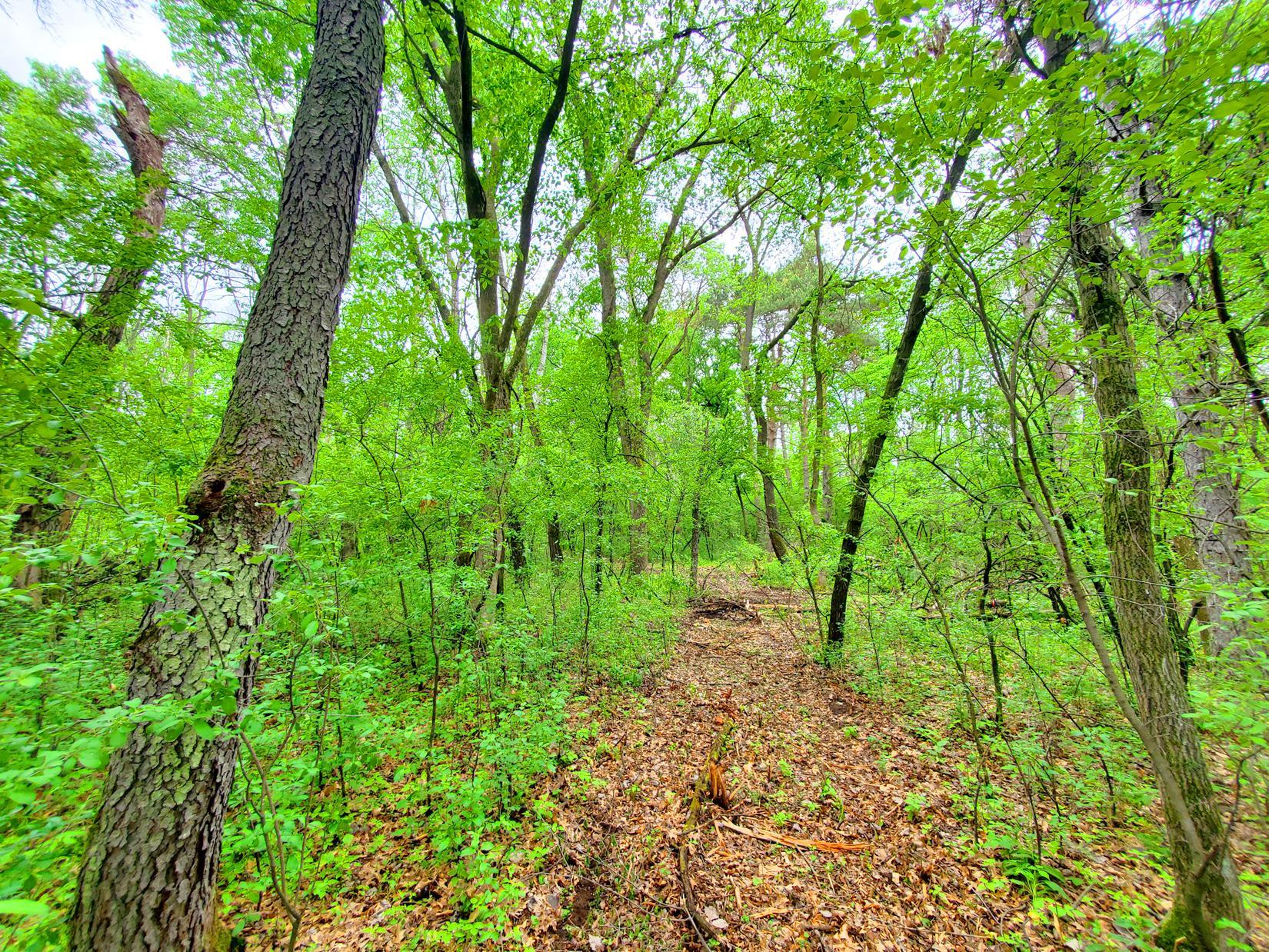Trails through property